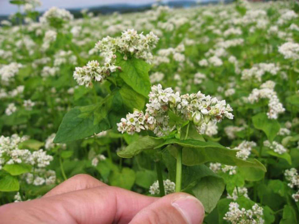 蕎麦の花が咲く