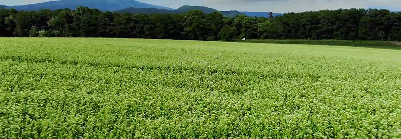 蕎麦の花