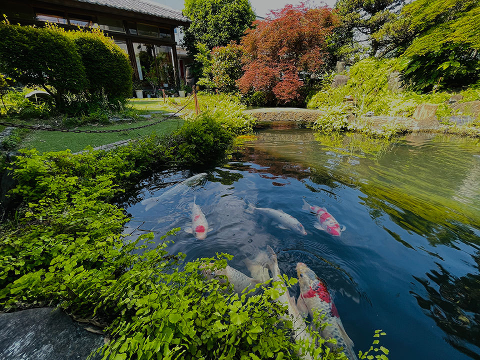 柿の木坂更科の池の錦鯉