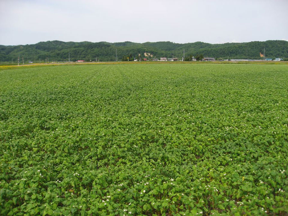 5月12日播種キタミツキ