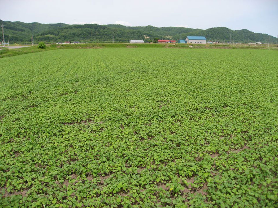 5月26日播種キタワセ