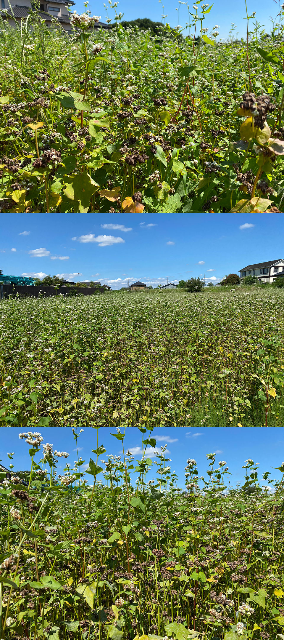 茨城県坂東市神田山「キタワセ」収穫間近！