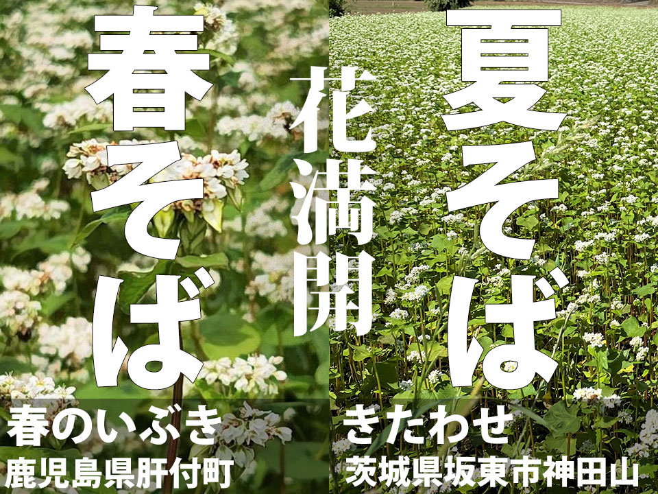 「春そば、夏そば」花満開！！