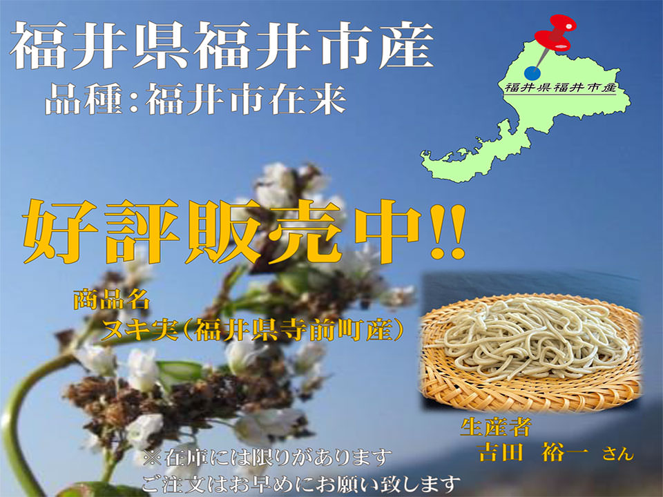 福井県福井市産